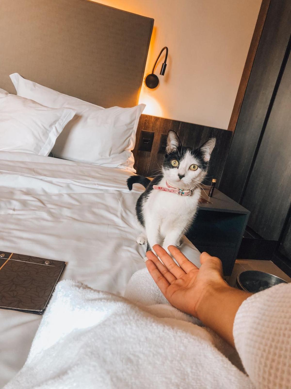 Royal Boutique Savassi Hotel Belo Horizonte Luaran gambar A cat at the hotel